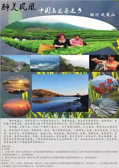 【鳳凰騰飛,綠色共享】