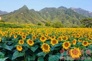 發(fā)展休閑農(nóng)業(yè)鄉(xiāng)村旅游 助力鄉(xiāng)村振興