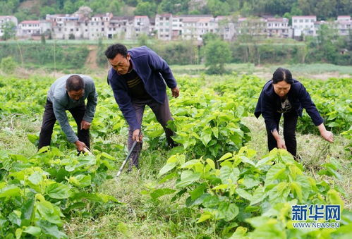 多彩產(chǎn)業(yè)鋪就秦巴群眾致富路
