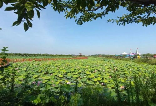 淮南大通區(qū)田園綜合體 推動 農(nóng)業(yè) 旅游 融合發(fā)展