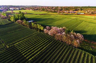厲害了,孟津旅游飛速發(fā)展 旅游景區(qū)美出新高度,美得讓人如癡如醉
