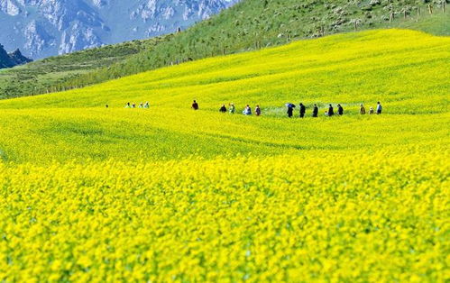 民樂 下好 先手棋 推動文旅產業繁榮發展