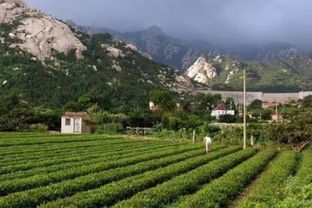 嶗山區(qū)曉望社區(qū)黨委帶領群眾走上小康路