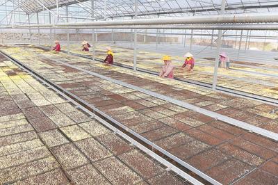 泉州惠安:春耕正當時 水稻育秧忙