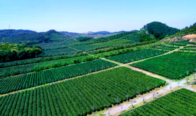 英德創美茶業獲&ldquo;廣東十大好春茶&rdquo;和&ldquo;廣東最美茶園&rdquo;雙項殊榮