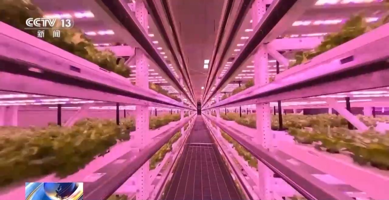 機器人養蛋雞、室內蔬菜工廠&hellip;福建農業上演&ldquo;科技大片&rdquo;