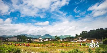 豐收季 韶關仁化 農(nóng)業(yè) 旅游 融合發(fā)展碩果累累