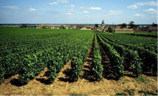 創(chuàng)意農(nóng)業(yè)為休閑農(nóng)業(yè)和鄉(xiāng)村旅游增添新活力