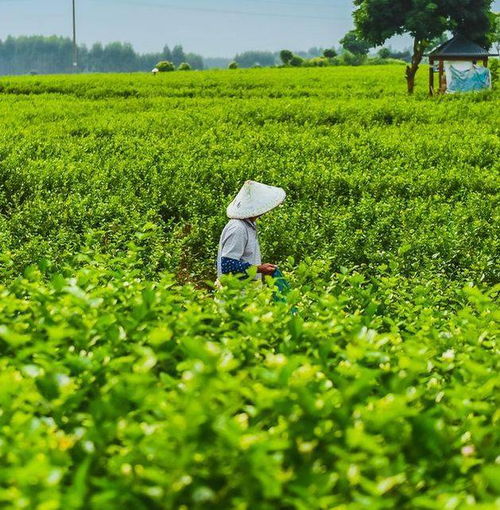 橫縣金花圣茶谷 打卡網(wǎng)紅大秋千 中華茉莉園 中國茉莉小鎮(zhèn)純玩一日