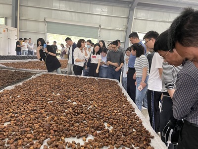 貴池區(qū)涓橋鎮(zhèn):提升&ldquo;黃精&rdquo;品牌效應(yīng) 帶動(dòng)多業(yè)態(tài)融合發(fā)展