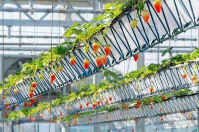 拿下&ldquo;神農(nóng)鼎&rdquo;,鄉(xiāng)村振興&ldquo;尖子生&rdquo;有話說(shuō)