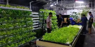 中國(guó)特色小鎮(zhèn) 現(xiàn)代農(nóng)業(yè) 航空旅游 生態(tài)養(yǎng)生 特色文化,又一個(gè)新農(nóng)村