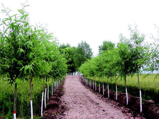 農(nóng)村經(jīng)濟(jì)發(fā)展的強(qiáng)大引擎和動(dòng)力-回望平?jīng)鲛r(nóng)業(yè)綜合開(kāi)發(fā)之路