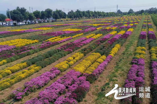 芮城菊花小鎮開園迎客