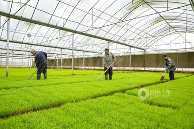 江西瑞昌:早稻管護忙 新苗滿眼綠