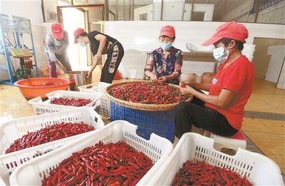 辣椒映紅脫貧路