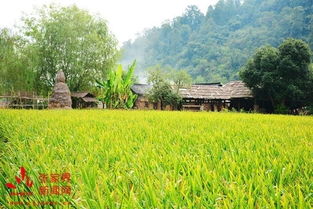 省農科院現場考評黃龍洞旅游優質水稻示范基地 推動農業旅游深度融合開發